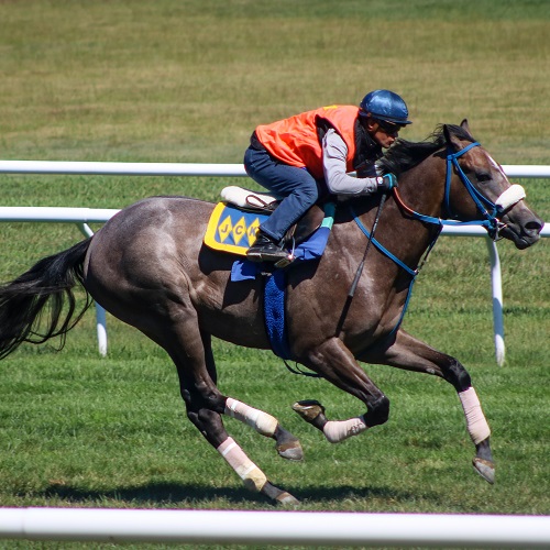 2-year-old Partnerships | America's Pastime Stables